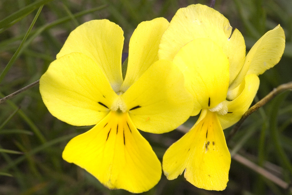 Viola calcarata/Viola con sperone